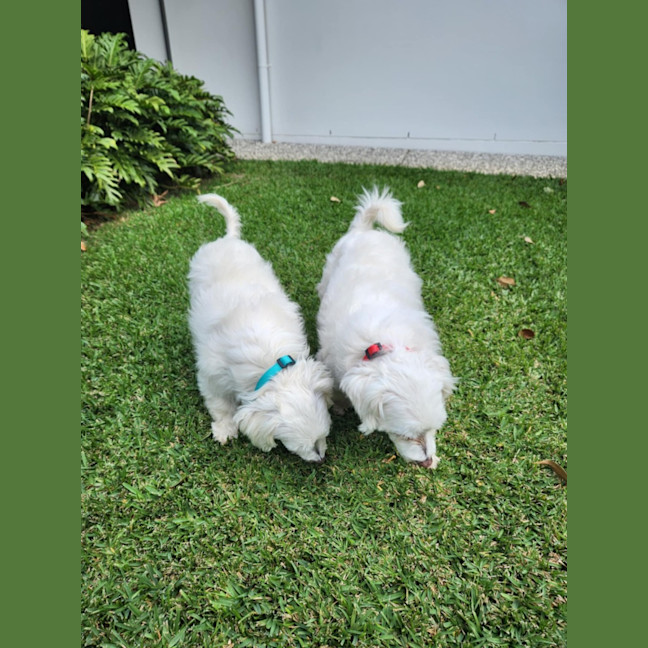 Photo of Ziggy And Mali