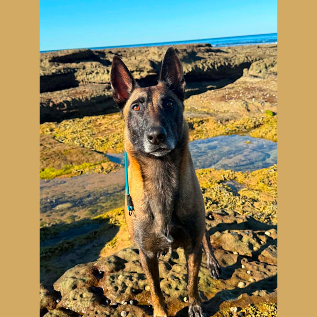 Photo of Shadow