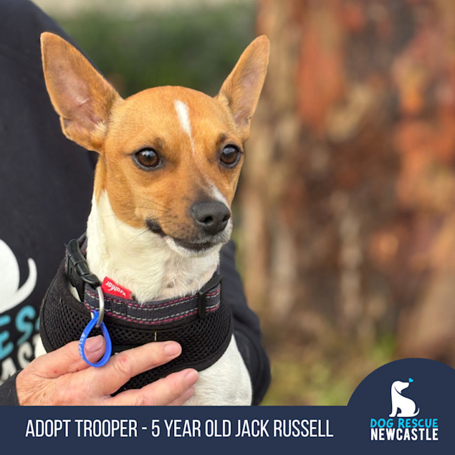 Photo of Trooper   5 Year Old Jack Russell 