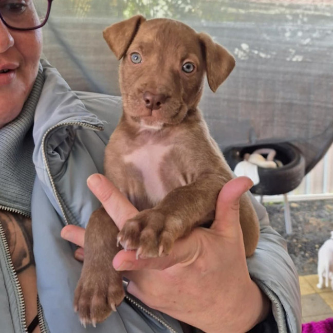 Photo of Dot