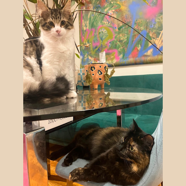 Photo of Luna Meet Me@Petstock Keysborough Storw