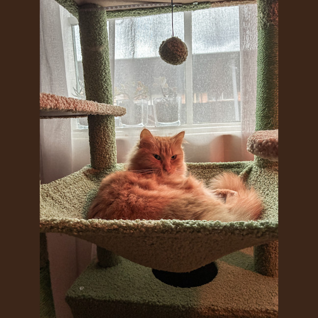Photo of Juno