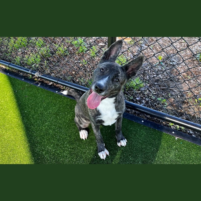 Photo of Sharpay Imp 957