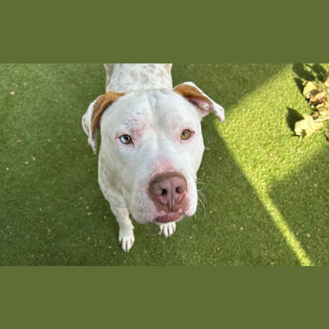 Photo of Skipper 