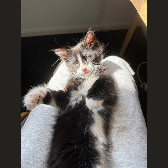 Photo of Boots ( Was Smore)