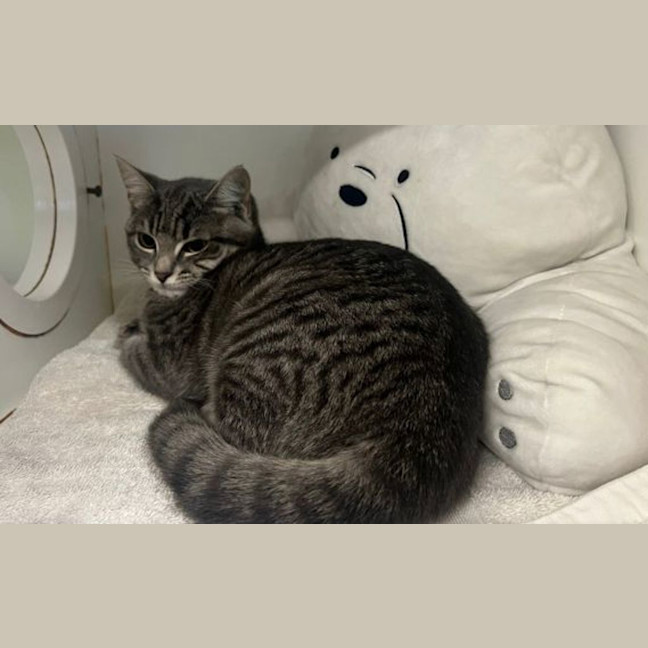 Photo of Nemo
