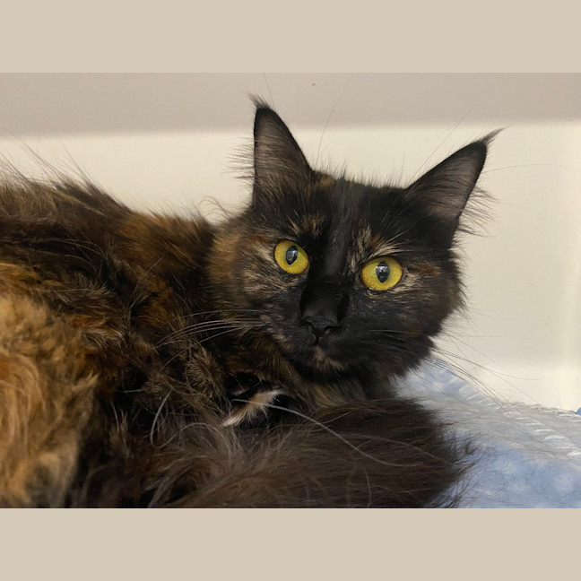 Photo of Esmeralda