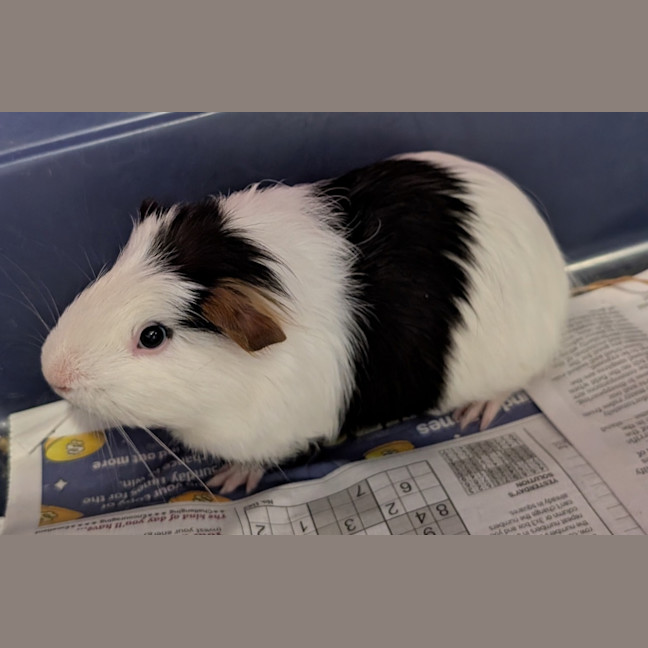 Photo of Don Vito