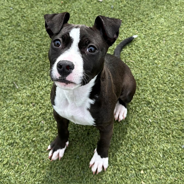 Photo of Ruby