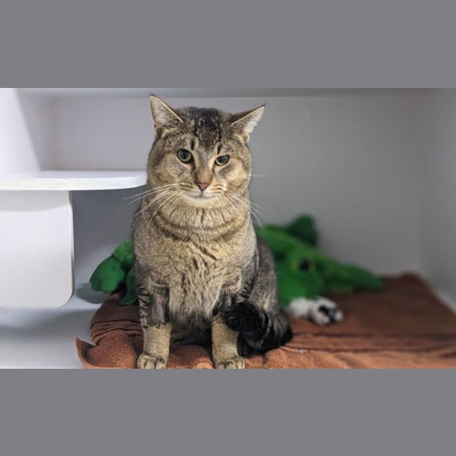Photo of Furcules
