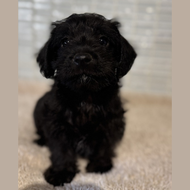 Photo of Oscar