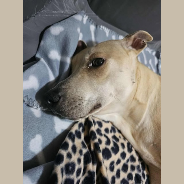 Photo of Bonnie
