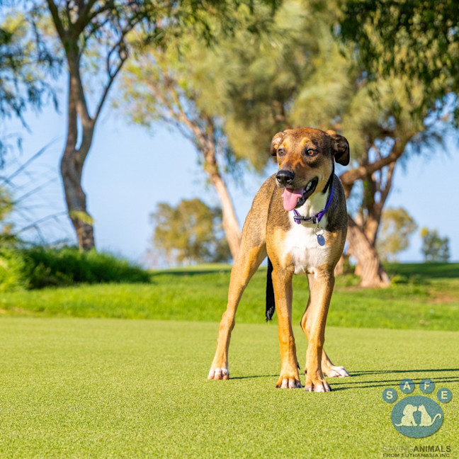 Photo of Willow