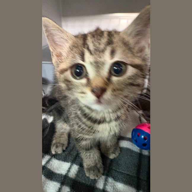 Photo of Clover