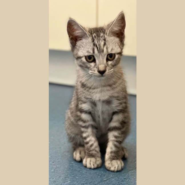 Photo of Luna And Star 