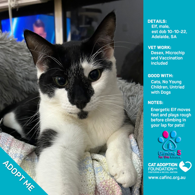 Photo of Elf Only $39 Limited Time!