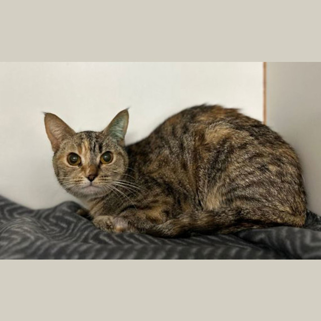 Photo of Mousey