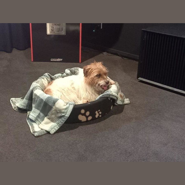 Photo of Bolt O'cleary