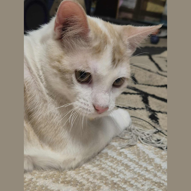 Photo of Lucky And Blue