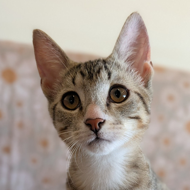 Photo of Chisel