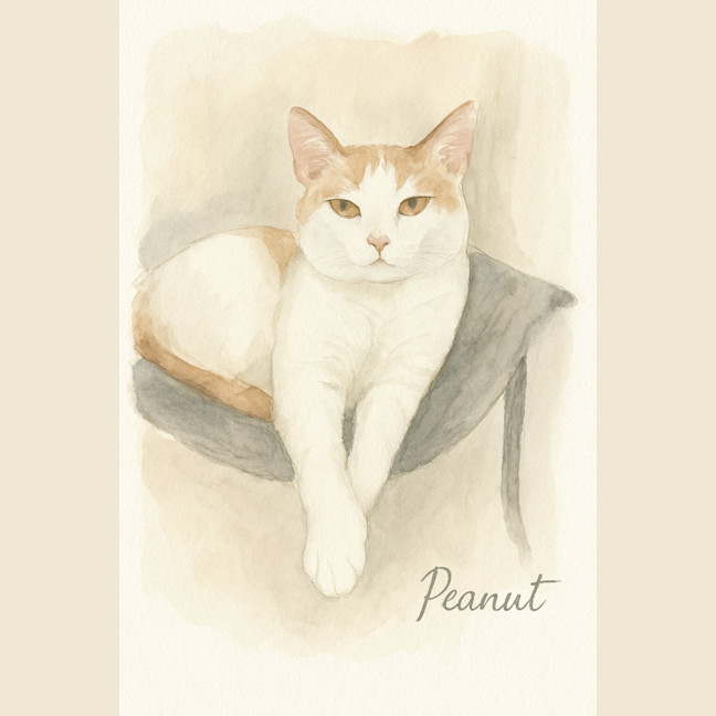 Photo of Peanut
