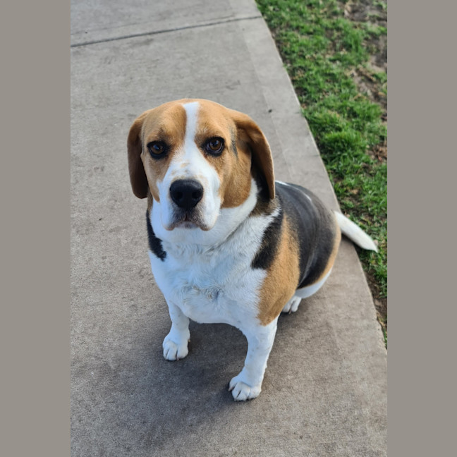 Photo of Buddy