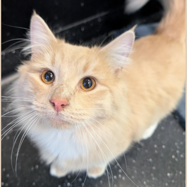 Photo of Crispy Marshmallow 