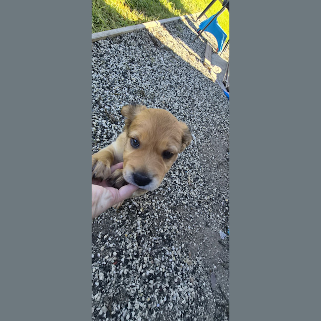 Photo of Daisy