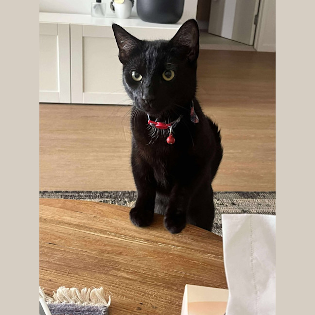 Photo of Nougat