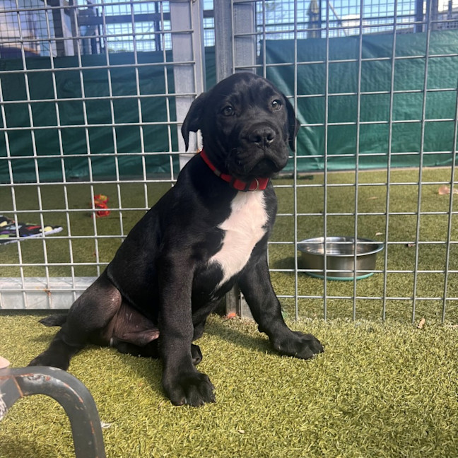 Photo of D1192 Danny