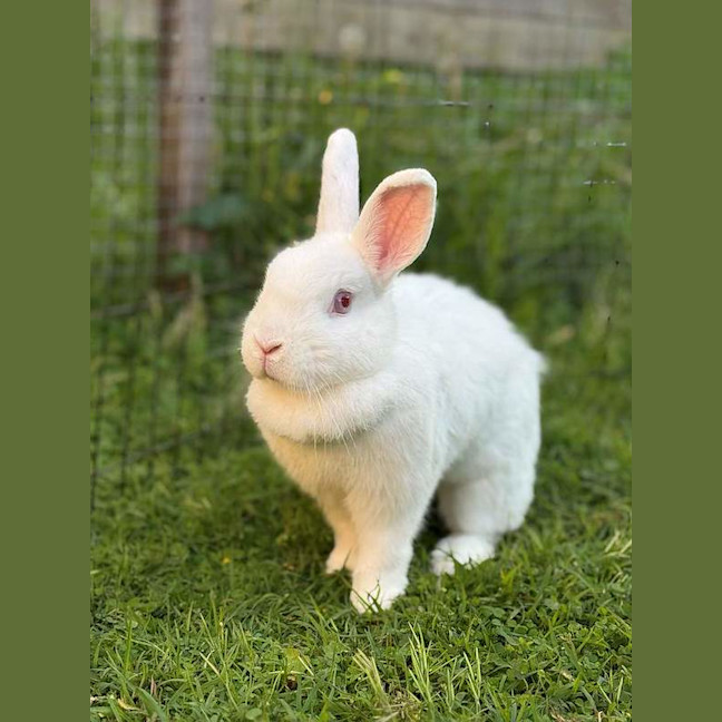 Photo of Darcy