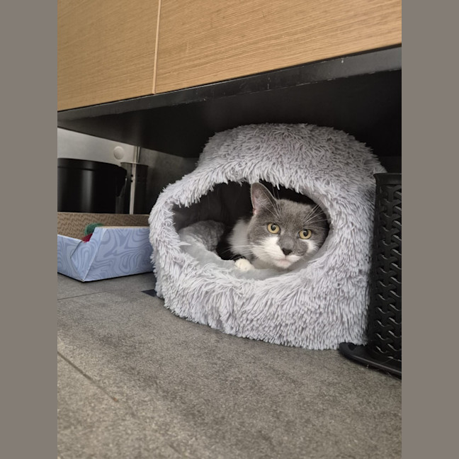 Photo of Sassy Smokey Calls The Shots