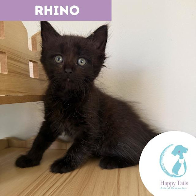 Photo of Rhino