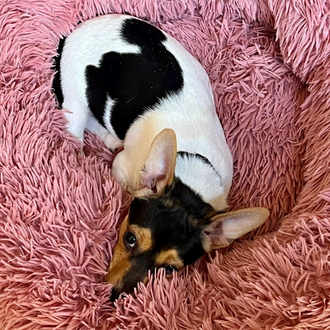 Photo of Little Louis 