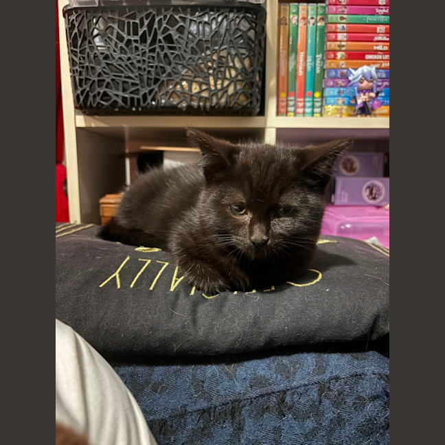 Photo of Batman **2nd Chance Cat Rescue**