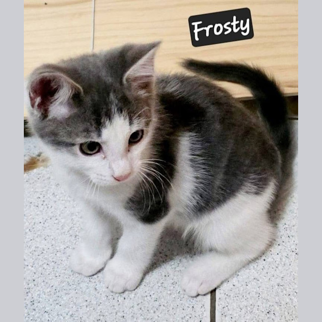 Photo of Frosty