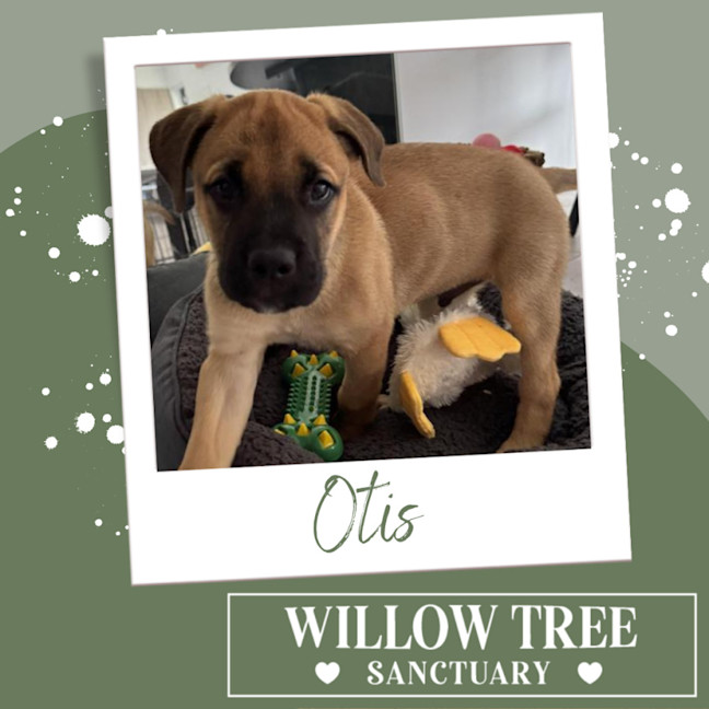 Photo of Otis