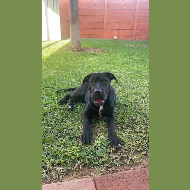 Photo of Peanut