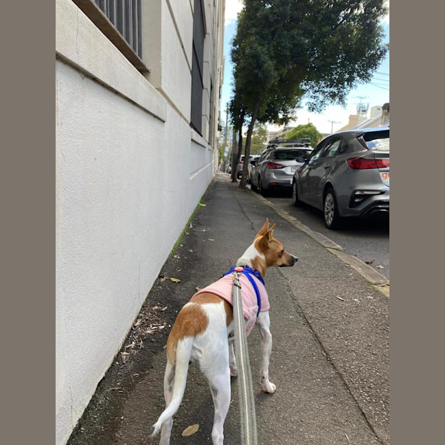 Photo of Lady Marmalade