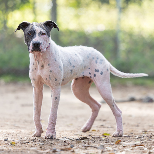 Photo of Prancer