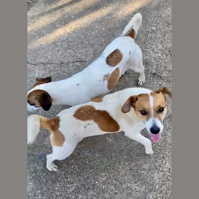 Photo of Turbo And Mazie