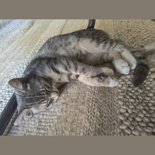 Photo of Bruno / Fruit Loop