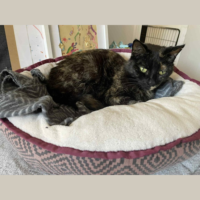 Photo of Ruby   In Foster Care In Bentleigh East