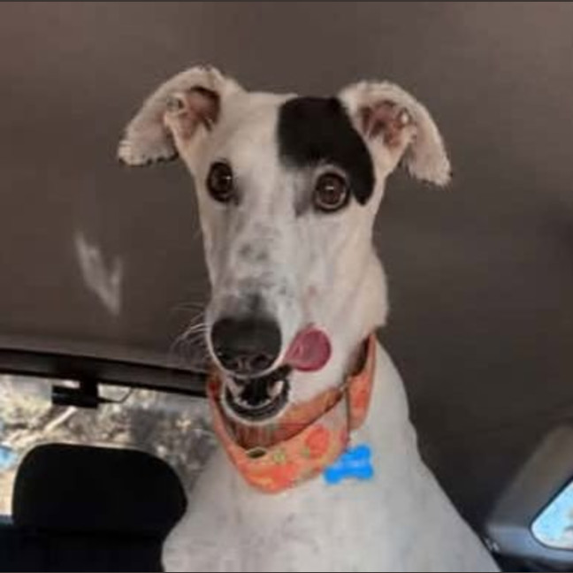 Photo of Eeyore The Greyhound