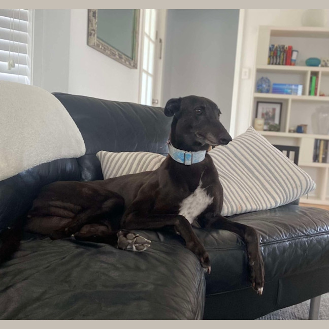 Photo of Ella, The Greyhound 