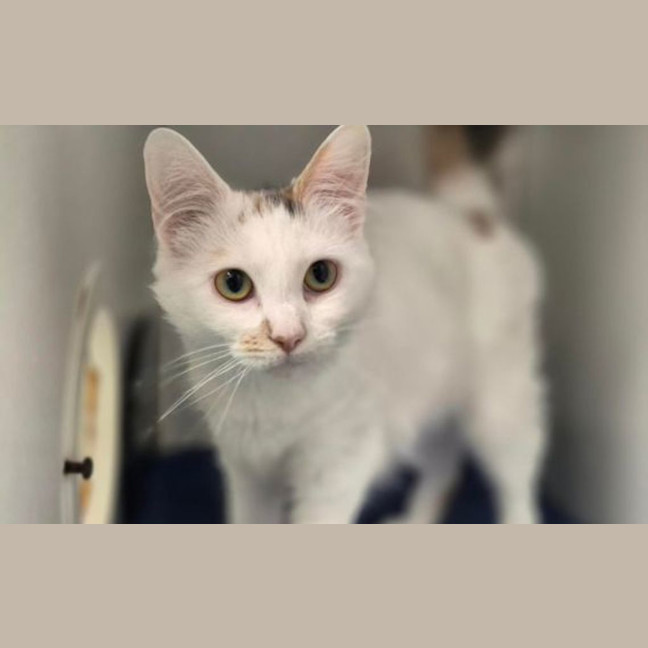 Photo of Cookie