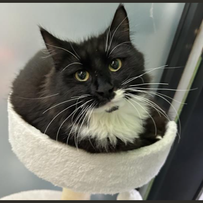 Photo of Cosmo 