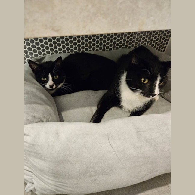 Photo of Mieka And Loki