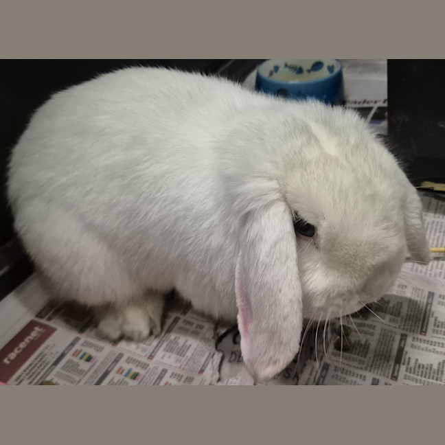 Photo of Charlie 