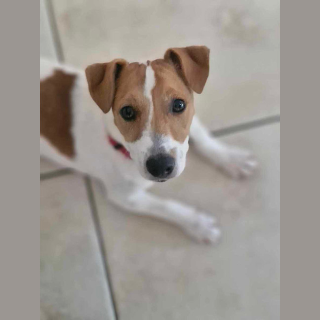 Photo of Milo
